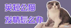 英短公猫发情怎么办,英短,发情，英短公猫发情的状态