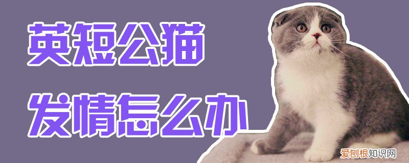 英短公猫发情怎么办,英短,发情，英短公猫发情的状态