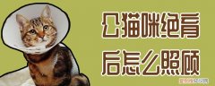 公猫咪绝育后怎么照顾,公猫,绝育，公猫绝育后如何护理