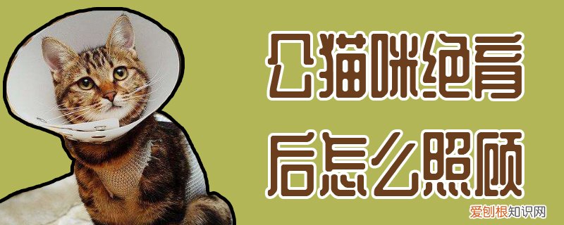公猫咪绝育后怎么照顾,公猫,绝育，公猫绝育后如何护理