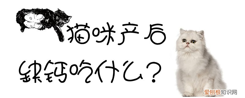猫咪产后缺钙吃什么,猫咪,母猫产后缺钙吃什么