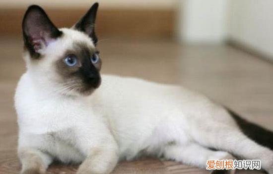 暹罗猫第一胎生几只 暹罗猫第一胎生几个