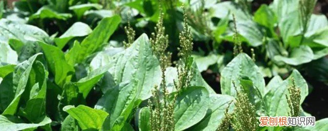 车前草有什功效 车前草什么功效