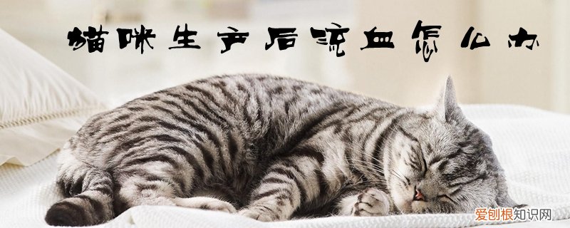 猫咪生产后流血怎么办,猫咪，猫咪产后出血怎么回事