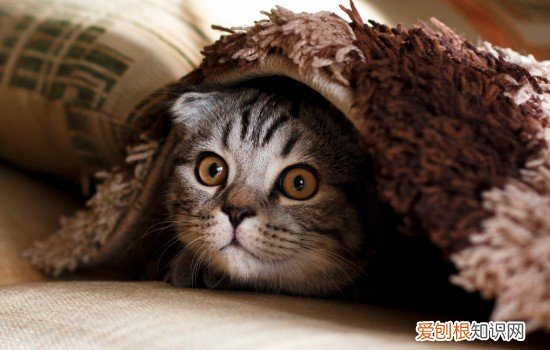 猫可以带上大巴吗 猫可不可以带上大巴