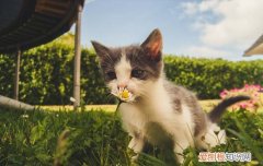 幼猫什么时候可以吃猫粮 一个半月的幼猫可以吃猫粮