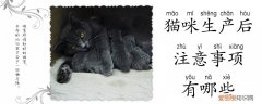 猫咪生产后注意事项,猫咪，猫咪生产后的注意事项