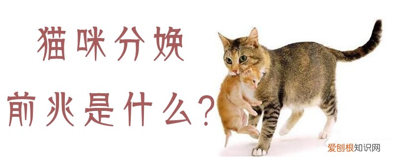 猫咪分娩前兆,猫咪，猫咪要分娩前的迹象