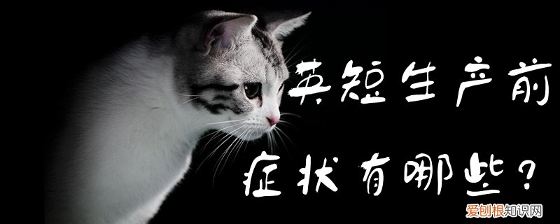 英短生产前的症状,英短,英短产后注意什么