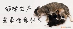 猫咪生产需要准备什么,猫咪，猫咪生产时需要准备一些什么