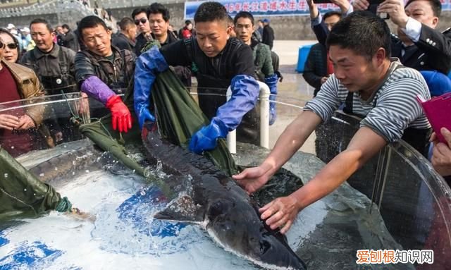 新时代中国调研行·长江篇丨因为珍稀 所以珍惜！长江“吉祥三宝” 你了解多少?