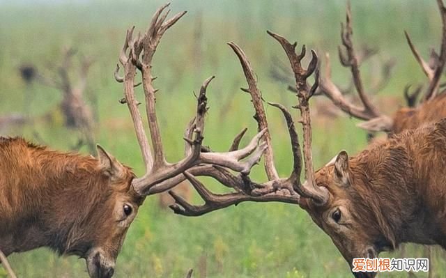 新时代中国调研行·长江篇丨因为珍稀 所以珍惜！长江“吉祥三宝” 你了解多少?