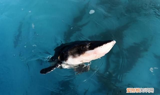 新时代中国调研行·长江篇丨因为珍稀 所以珍惜！长江“吉祥三宝” 你了解多少?