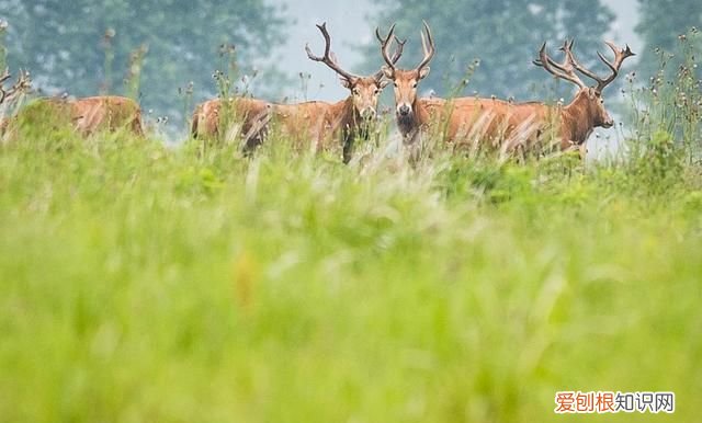 新时代中国调研行·长江篇丨因为珍稀 所以珍惜！长江“吉祥三宝” 你了解多少?