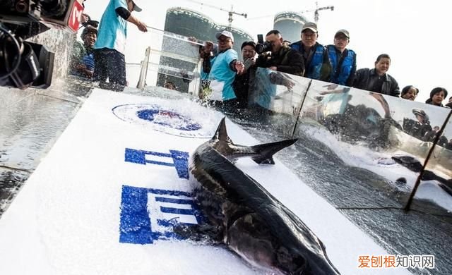 新时代中国调研行·长江篇丨因为珍稀 所以珍惜！长江“吉祥三宝” 你了解多少?