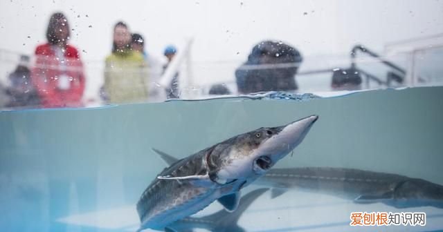 新时代中国调研行·长江篇丨因为珍稀 所以珍惜！长江“吉祥三宝” 你了解多少?