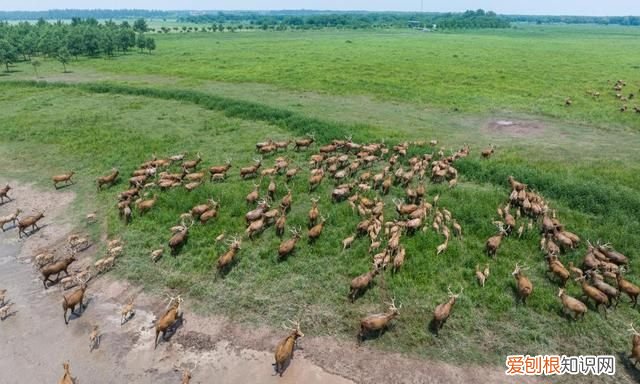新时代中国调研行·长江篇丨因为珍稀 所以珍惜！长江“吉祥三宝” 你了解多少?