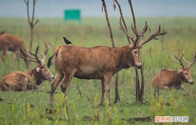 新时代中国调研行·长江篇丨因为珍稀 所以珍惜！长江“吉祥三宝” 你了解多少?