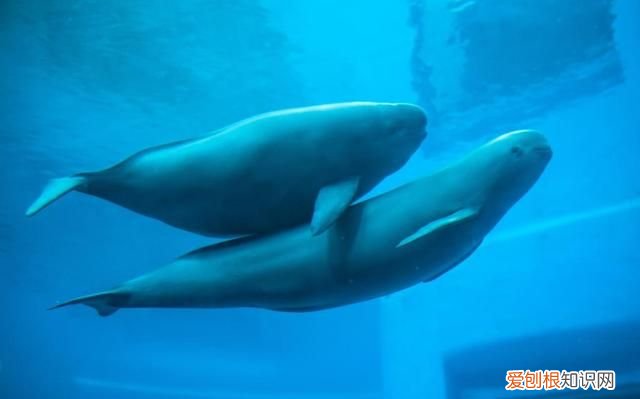 新时代中国调研行·长江篇丨因为珍稀 所以珍惜！长江“吉祥三宝” 你了解多少?