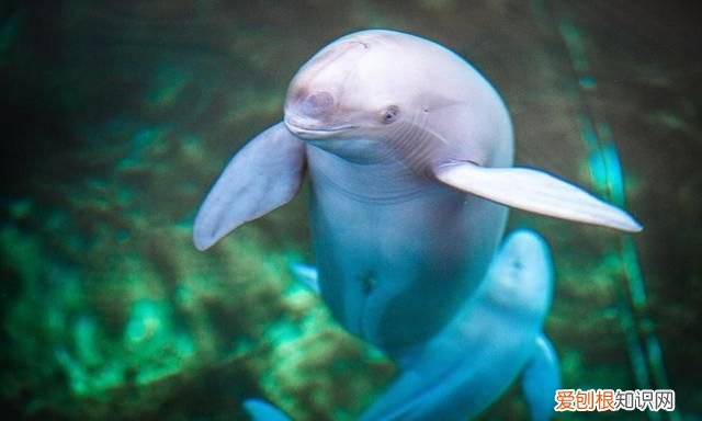 新时代中国调研行·长江篇丨因为珍稀 所以珍惜！长江“吉祥三宝” 你了解多少?