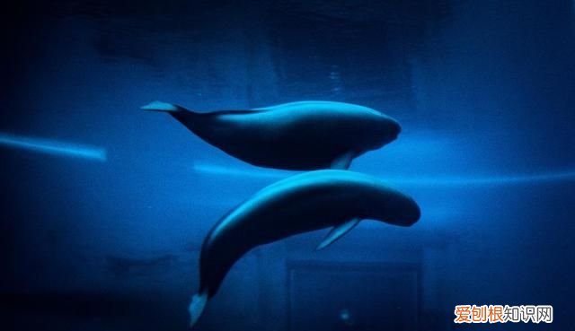 新时代中国调研行·长江篇丨因为珍稀 所以珍惜！长江“吉祥三宝” 你了解多少?