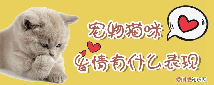 宠物猫咪发情有什么表现,猫，宠物猫咪发情有什么表现,猫吃什么