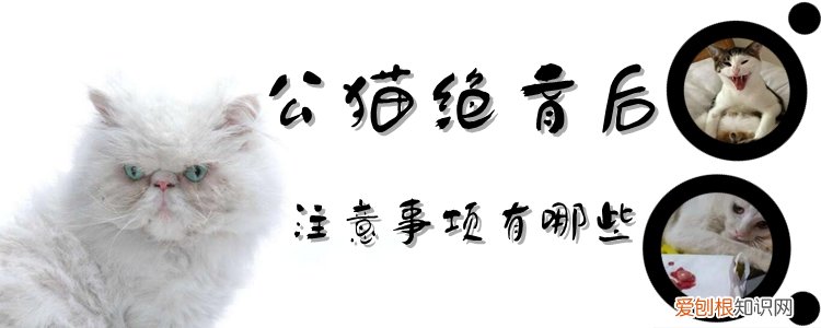 公猫绝育,猫，公猫绝育猫粮推荐