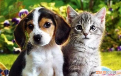 怎么让猫吃药不吐 怎么给猫咪喂药不让它吐出来视频