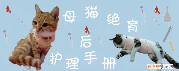 母猫绝育,母猫,猫，母猫。绝育