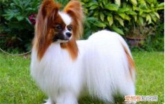 狗狗安定信号是什么，你接受到狗狗发出的信号了吗，与狗对话认识犬类安定信号