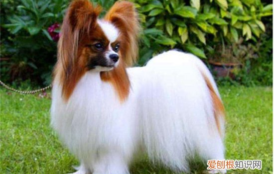 狗狗安定信号是什么，你接受到狗狗发出的信号了吗，与狗对话认识犬类安定信号