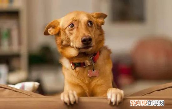 狗狗安定信号是什么，你接受到狗狗发出的信号了吗，与狗对话认识犬类安定信号