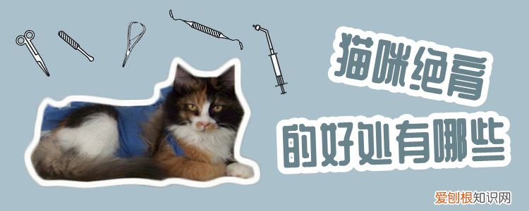 猫咪绝育,猫，猫咪绝育猫包