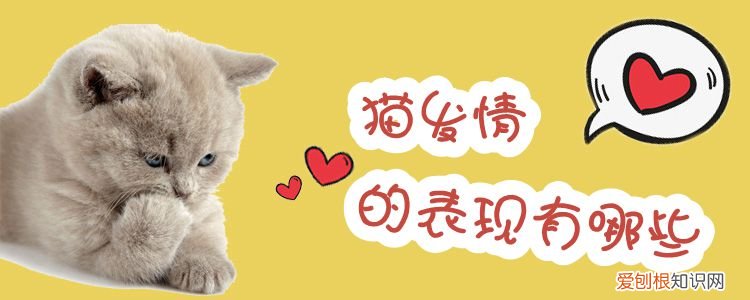 猫发情,猫，猫发情,猫草泡水给猫喝有用吗