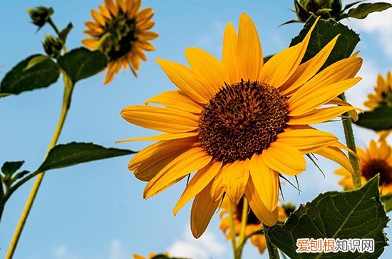 2023年三伏天多少天 2023年入伏30天还是40天