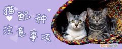 猫配种,猫，猫配种猫财两空