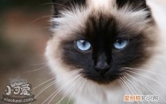 伯曼猫怀孕,伯曼猫,猫，伯曼猫是什么猫