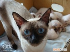 暹罗猫妊娠期,暹罗猫,猫，暹罗猫怀孕周期