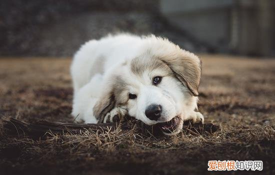 狗狗淋巴肿大是什么引起的 狗炎症会引起淋巴结肿大吗