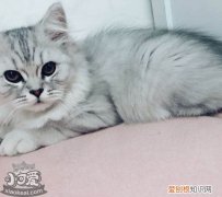 英国长毛猫怀孕,英国长毛猫,猫，英国短毛猫怀孕期多长