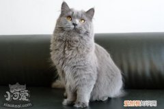 英国长毛猫绝育,英国长毛猫,猫，英国短毛猫生育情况