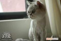 蒂凡尼猫催奶,蒂凡尼猫,猫，蒂凡尼猫多少钱