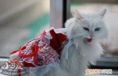 蒂凡尼猫幼猫,蒂凡尼猫,猫，蒂凡尼猫多少钱