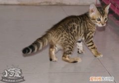 豹猫产后出血,豹猫,猫，豹猫一年生几次小豹猫