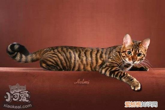 玩具虎猫怀孕,玩具虎猫,猫，虎宝宝和小猫