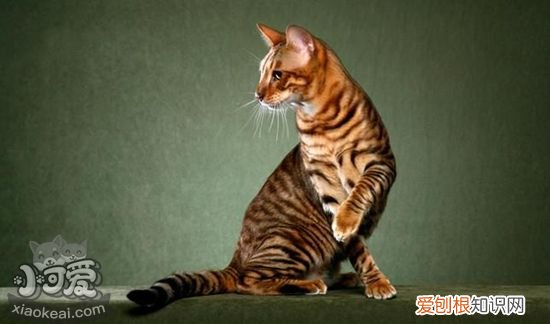 玩具虎猫难产,玩具虎猫,猫，玩具虎猫吧