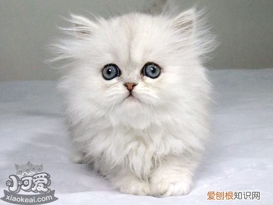 金吉拉猫难产,金吉拉猫,猫，金吉拉生小猫