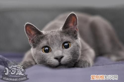 俄罗斯蓝猫,猫，俄罗斯蓝猫猫舍国外引进