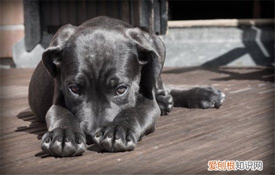 狗狗乱咬鞋子怎么办，如何防止狗狗啃咬鞋子，如何解决狗狗咬鞋子