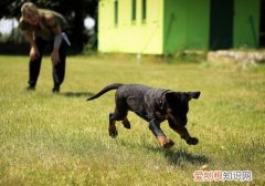 训练狗狗口令手势，口令要清晰手势要简单，狗狗训练口令与手势